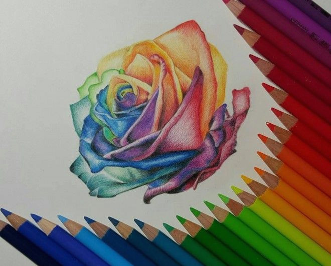 rose color pencil drawing by gaby sabbagh