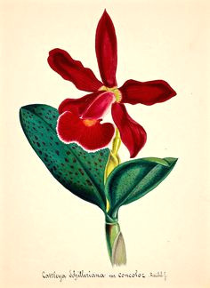 cattleya schilleriana orchid plant illustration a flower illustrations