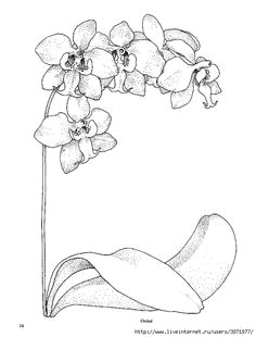 orchid line drawing orchid template 532 699 orchid embroidery ketel 699