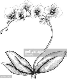 orchid ink style vector drawing