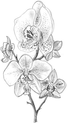 pencil art pencil drawings art drawings flower sketches drawing sketches orchid