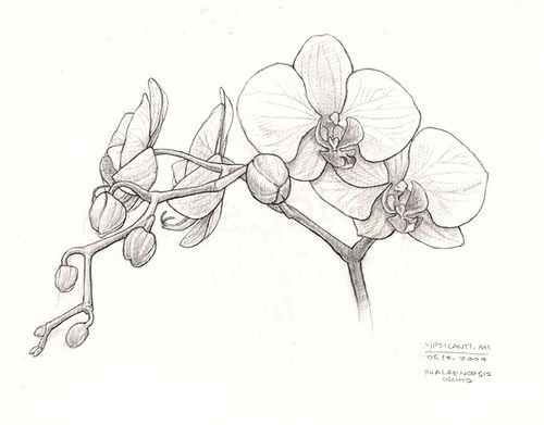 80d1ce747f759abfd5161e02edbad713 orchid drawing sketches sketch flowers jpg