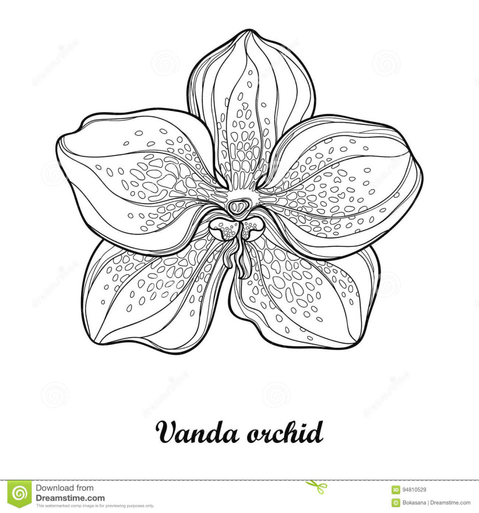 elegant vector illustration with outline vanda orchid flower isolated of new cool vases flower vase coloring