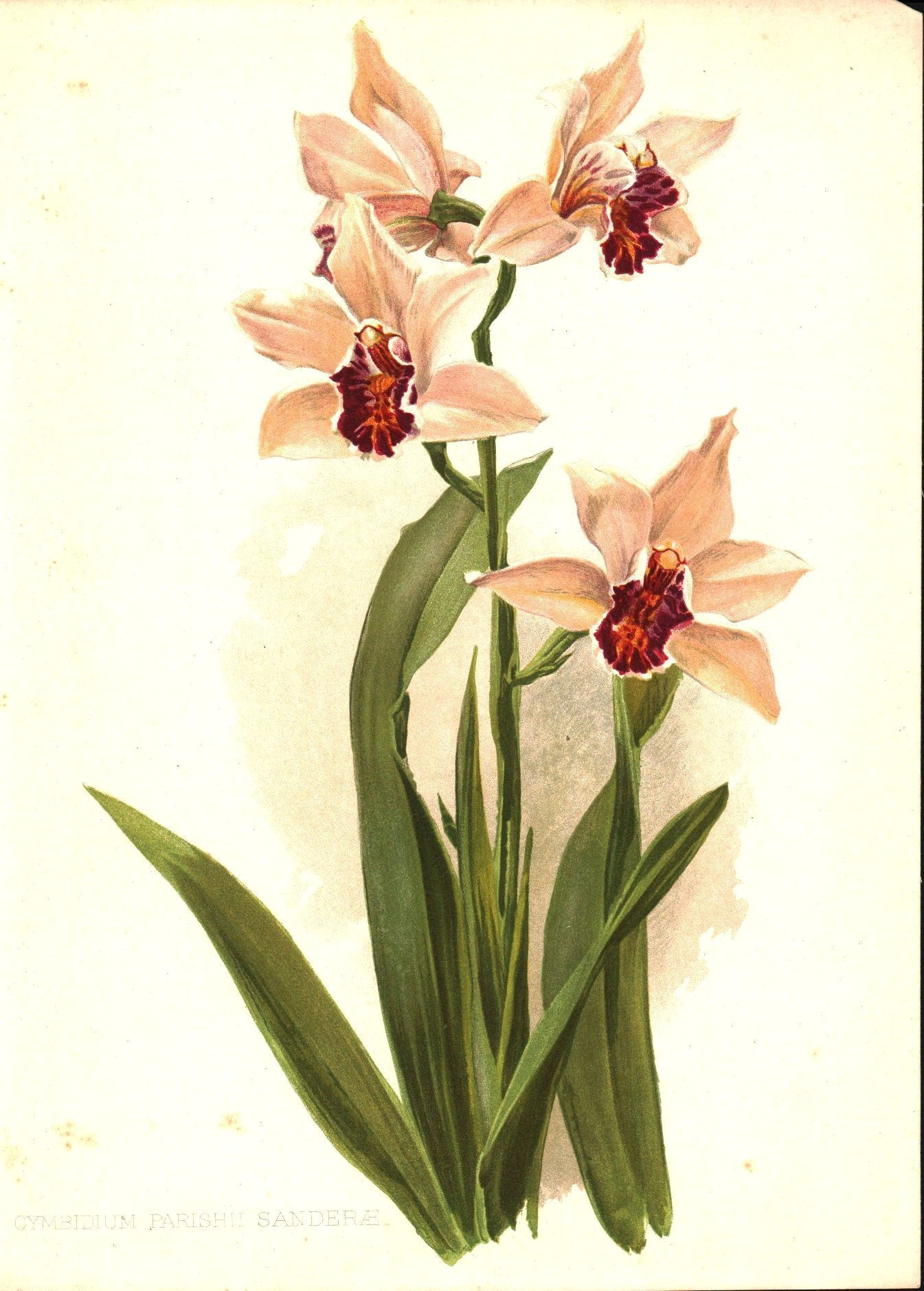 sander s cymbidium orchid 1905 henry moon botanical flower print