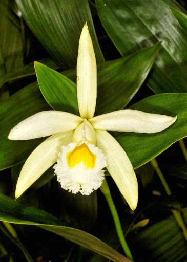 sobralia macrophylla growing orchids flowers nature green flowers orchid care orchid plants