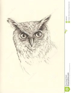 owl sketch mariana pencil drawings pintura owl