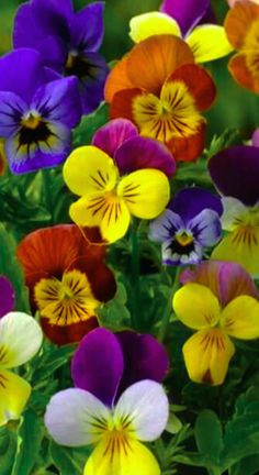 violets and pansies are among the most beautiful flowers in the world pansies daffodils