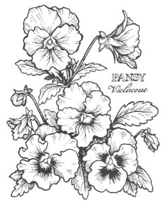 flower drawings a digital pansy stamp google search digi znamky macea ky a ea a k akvarely tejidos