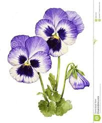 Drawings Of Pansy Flowers 257 Best Pansy Faces Images In 2019 Beautiful Flowers Violets