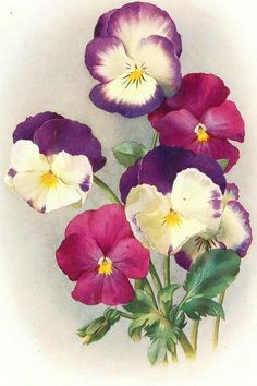 pansy watercolor mix 1911 botanical flowers botanical art botanical illustration