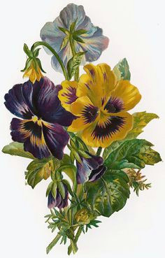 1 cartes vintage a fetes diverses arte floral botanical flowers botanical art