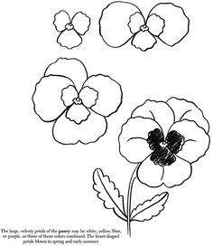 pansy drawing plants draw an apple draw a daffodil draw a leaf botanical line drawing