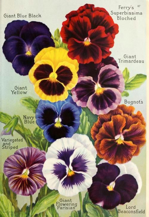 color samples for making paper pansies from the butterfly punch