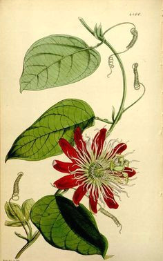 passion flower passiflora a lawsoniana as passiflora amabilis from curtis s botanical magazine