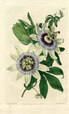 passion flower botanical illustration floral illustrations botanical drawings botanical flowers botanical art