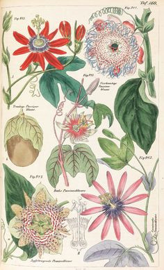 passion vines w l petermann 1857 botanical drawings botanical illustration plant illustration