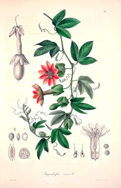 passiflora rosea as poggendorffia rosea a natural hybrid between p pinnatistipula and p mollissima karsten k w g h florae columbiae vol 1 1869