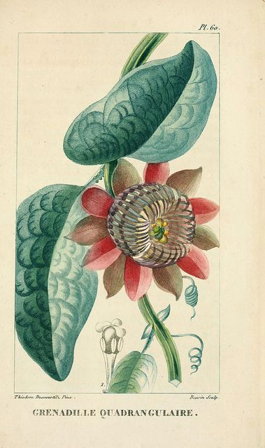 botanical illustration floral illustrations botanical drawings