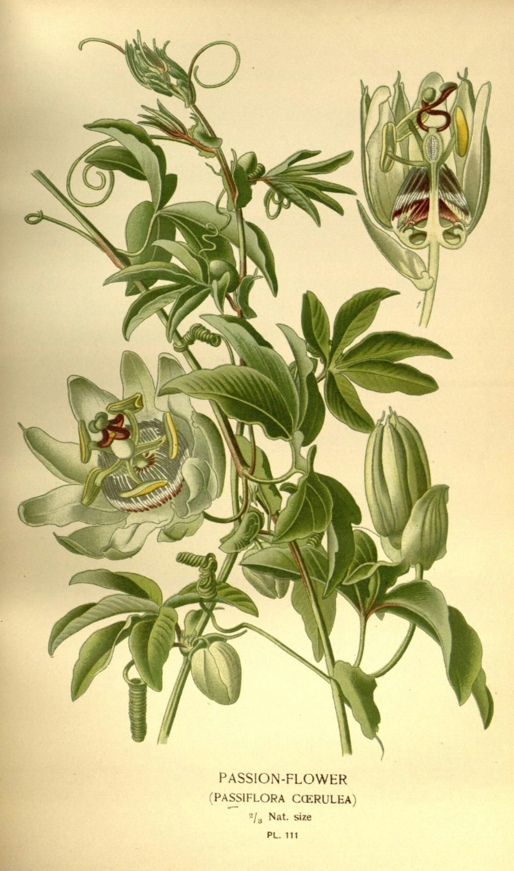 passion flower passiflora caerulea biodiversity heritage library