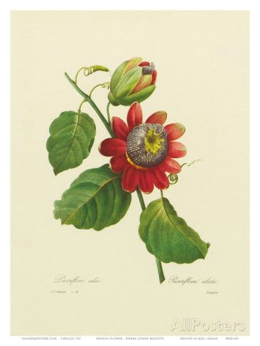 red passion flower art print pierre joseph redoute