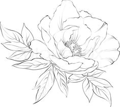 peony flower line drawing sketch coloring page line drawings of flowers sketches of flowers