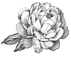 peony drawing 1 floral foot tattoo floral tattoo design peony flower tattoos