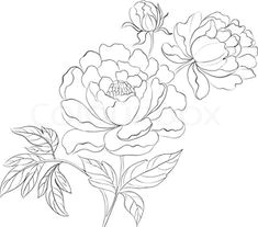drawing of a peony floral drawing peony drawing peony painting silk painting