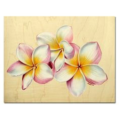 plumeria 21 rainbow yellow pink frangipani tropical hawaii flower colored pencils painting sandrine curtiss originalart 8 5