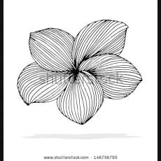 plumeria outline plumeria drawing outline original drawing of frangipani grafic art designs to draw