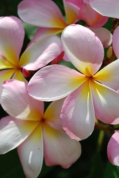 lite pink plumeria