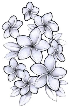 plumeria flower drawing google search hawaiian flowers flower tattoos tatting body art