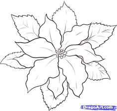 how to draw a poinsettia step 5