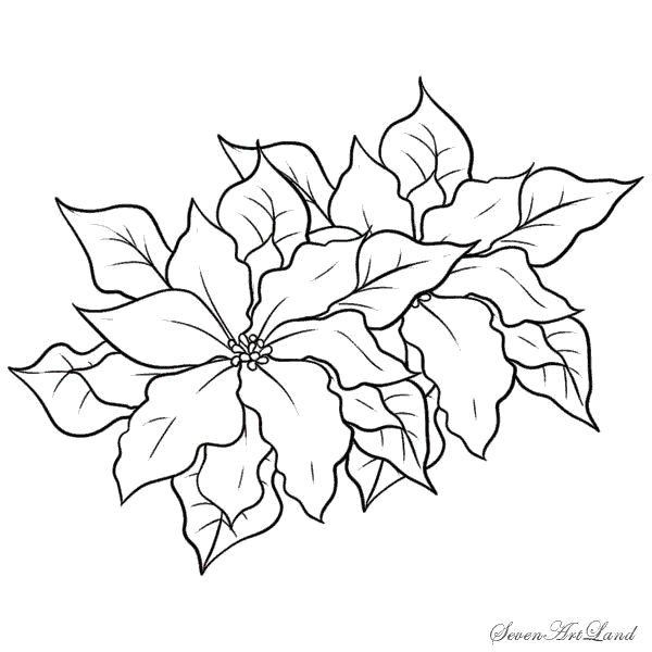 poinsettia coloring page awesome poinsettia coloring page elegant 9 best poinsettia of poinsettia coloring page awesome