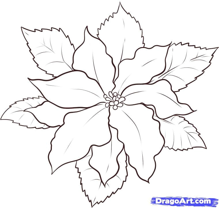 poinsettia coloring page unique 25 best poinsettia drawing of poinsettia coloring page awesome poinsettia coloring page