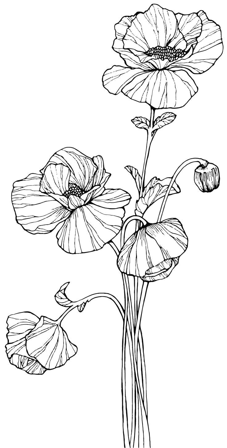 image result for how to draw line art poppies