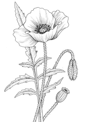 single poppy shape art coloring pages drawings flower coloring pages