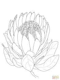 protea drawing protea art protea flower king protea flower coloring pages botanical