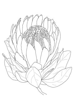 click to see printable version of protea flower coloring page protea art protea flower