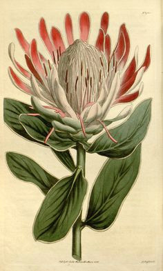 protea formosa v 41 1814 1815 curtis s botanical magazine