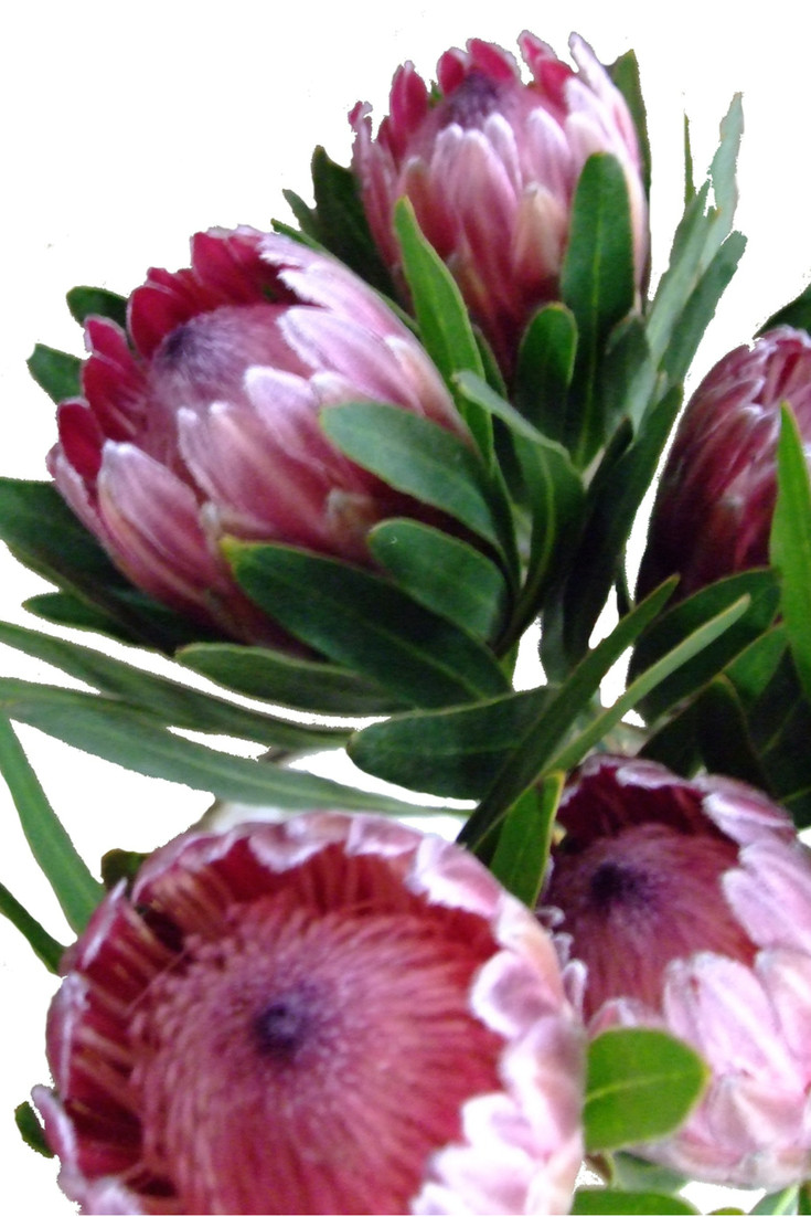 proteas always draw the eye shop these statement flowers protea flower flowers