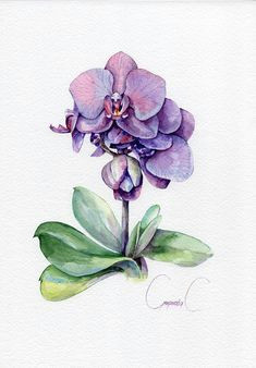 orchid pink purple flowers watercolor original painting watercolor rose watercolor artists watercolor ideas