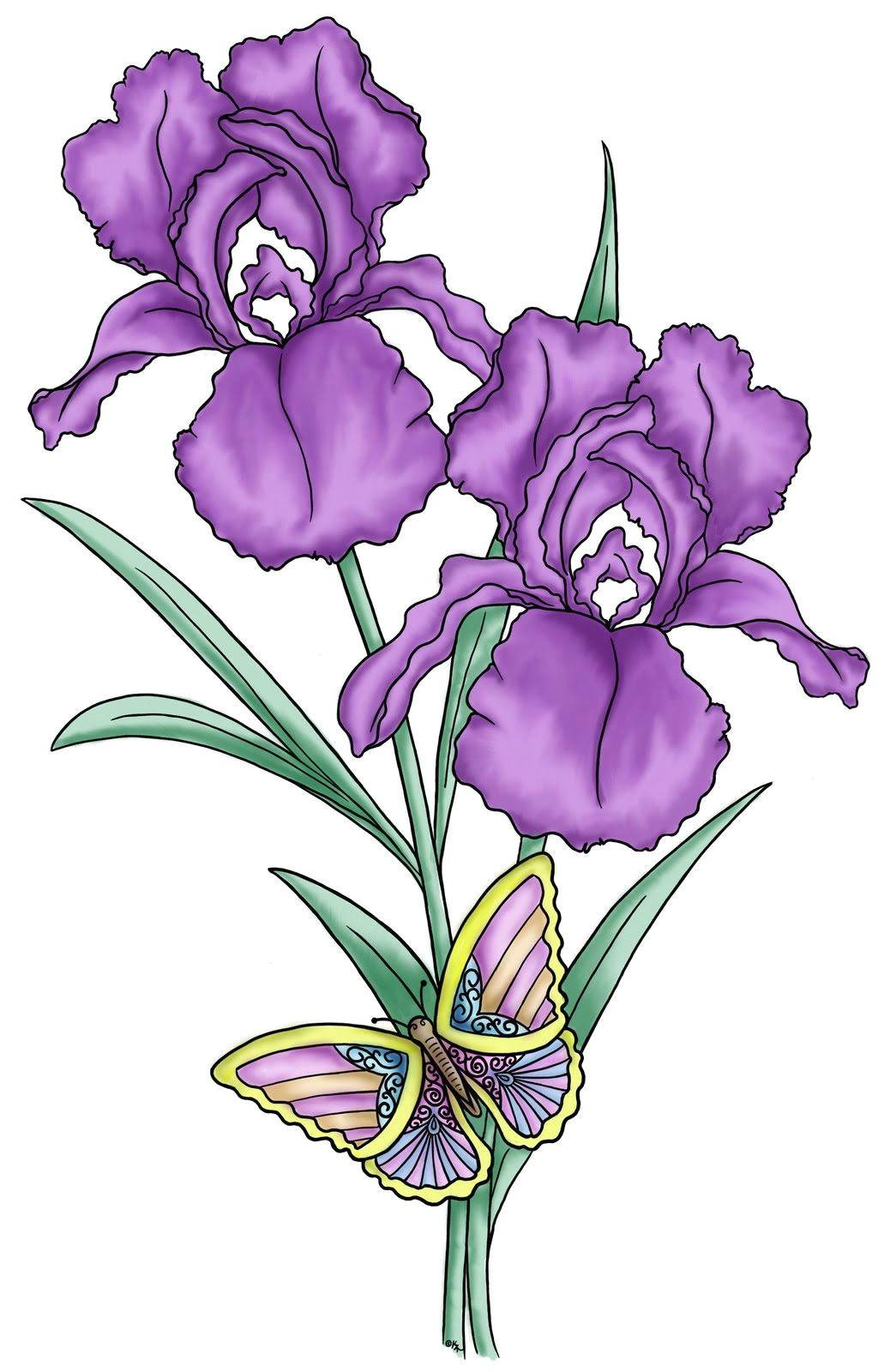 the iris flower is of interest as an example of the relation between flowering plants and pollinating insects description from imgadvisor com