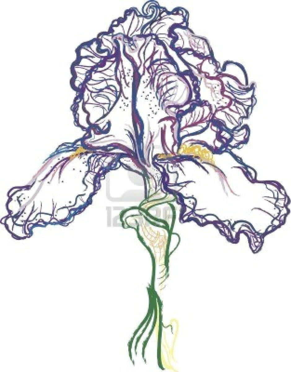 vector drawing of a purple iris stock photo