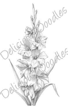 gladiolus flower tattoo drawings similar galleries gladiolus flower