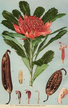 proteus protea pablo picasso vintage botanical prints botanical drawings vintage botanical illustration