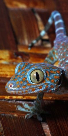 most geckos cannot blink but they often lick their eyes to keep them clean and moist