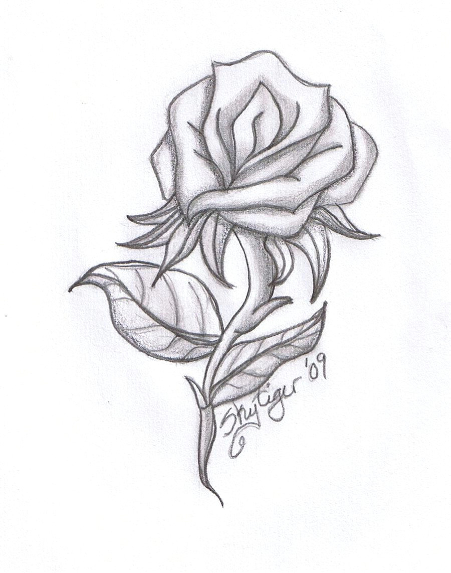 drawing beautiful roses rose drawings rose symbol of love rose wallpapers and quotes beautiful