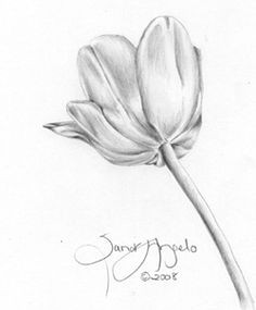 how to draw flowers in pencil google search flower sketch pencil pencil drawings of