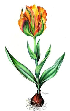 botanical drawing of tulip by tiffany budd