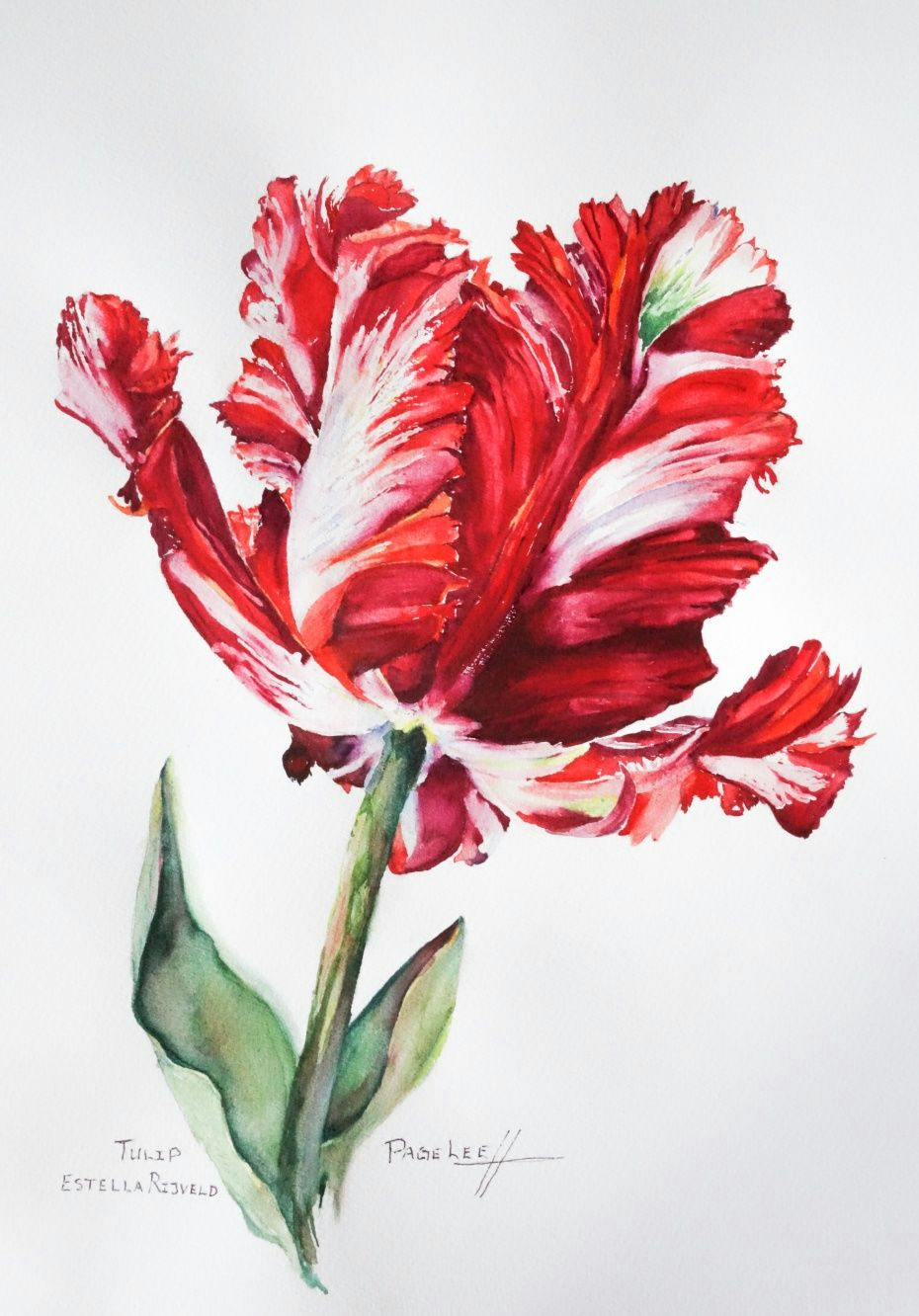 page lee watercolor of carolyne roehm tulip